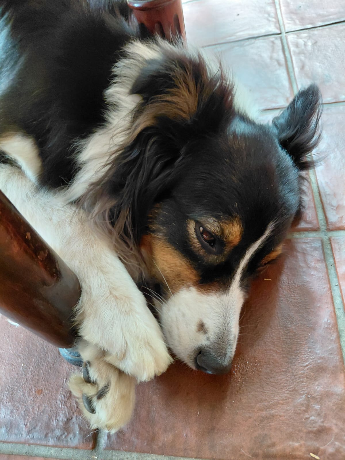 Hond van Victor